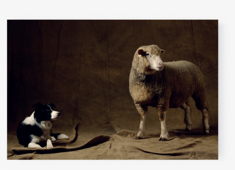 Photographs - Sheep, transparent png download
