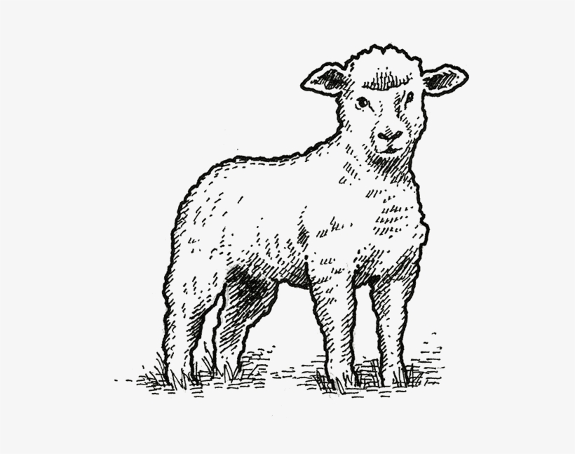 Every Thursday Morning For More Than 10 Years, The - Sheep, transparent png download