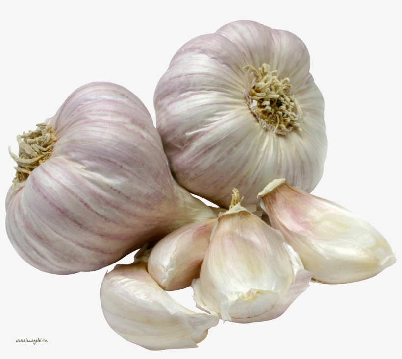 Chesn035 - Garlic Indian, transparent png download