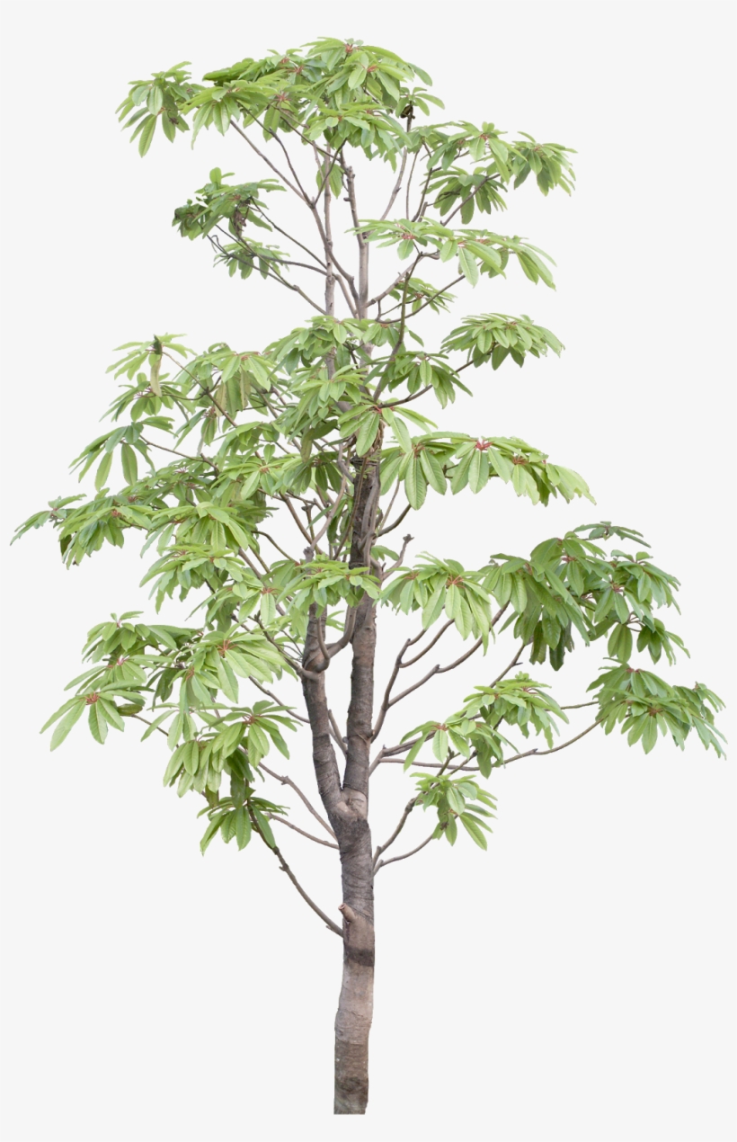 Pin By Ar - White Walnut, transparent png download
