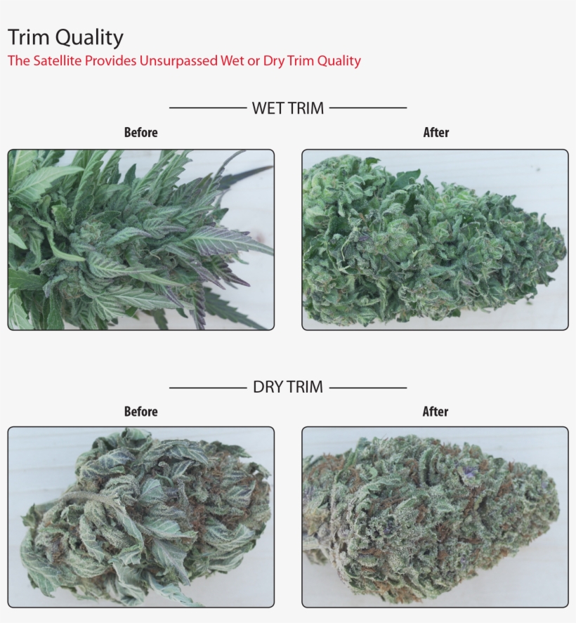 Ez Trimmer - Lacinato Kale, transparent png download