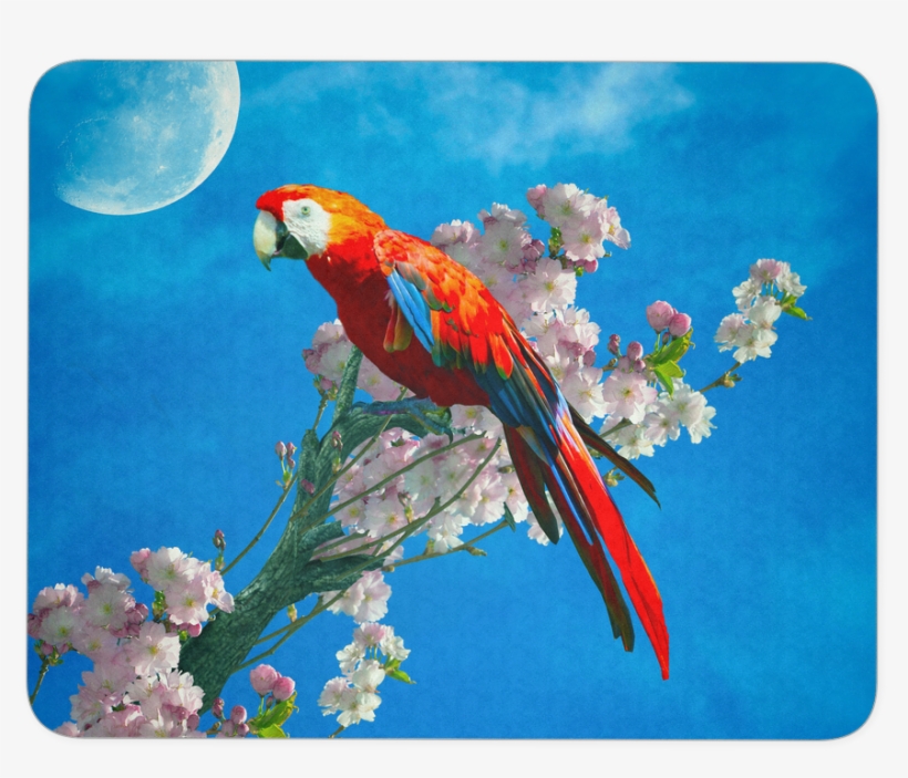 Mouse Pad Red Parrot - Macaw, transparent png download