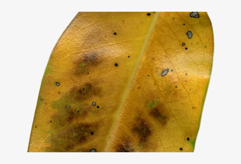 Autumn Leaves Clipart Dry Leave - American Aspen, transparent png download