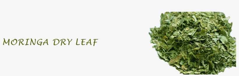 Second Slide - Moringa Dry Leaf, transparent png download