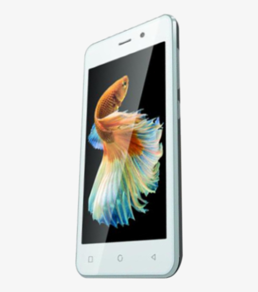 Zen Admire Thrill - Macaw, transparent png download