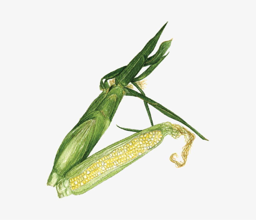 Bicolor Sweet Corn - Mantidae, transparent png download