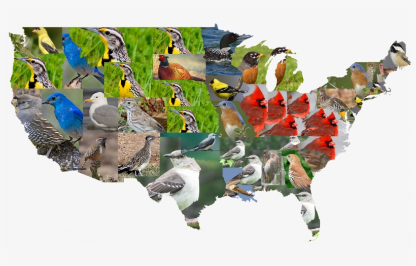 State Birds Of The Contiguous U - United States Of America, transparent png download