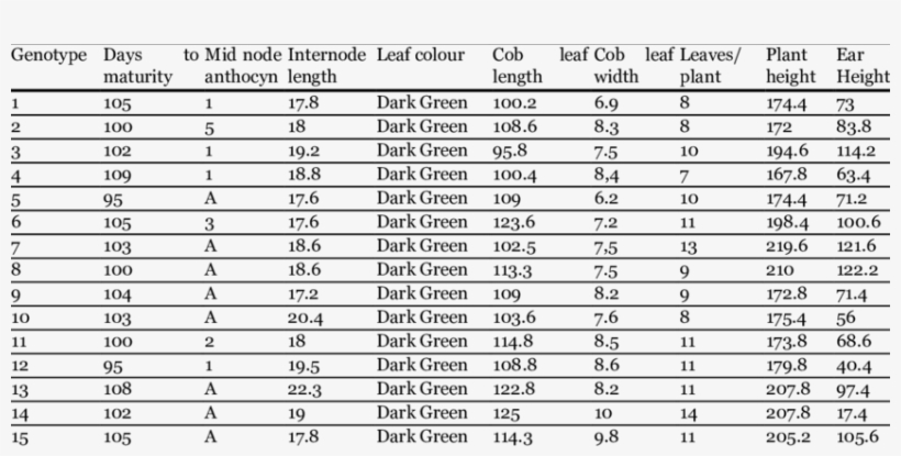 Morphological Traits Of Sweet Corn In Spring Season - Staar Answer Key 3rd, transparent png download