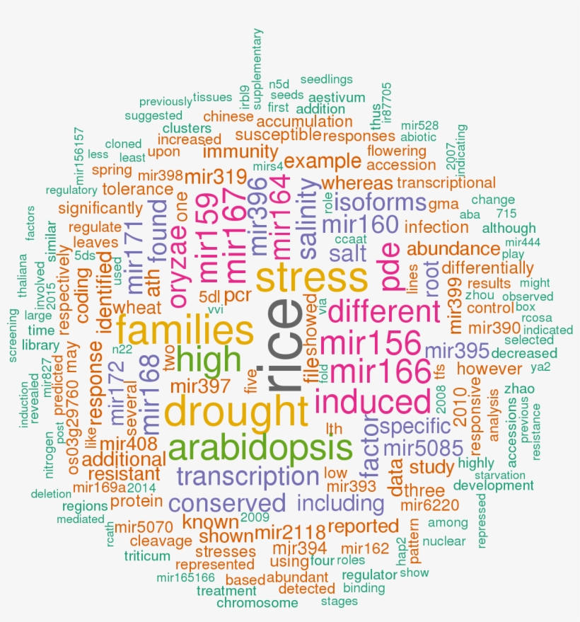 Stem Loop Sequence Osa Mir169i - Illustration, transparent png download