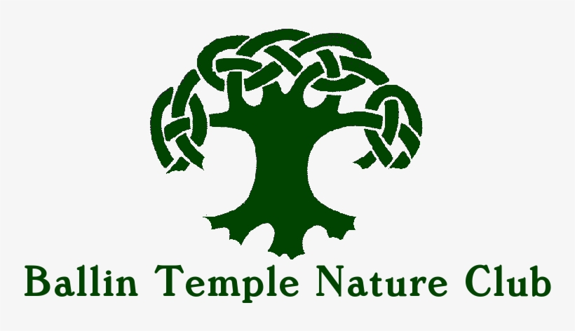 Live - Tree Of Life, transparent png download