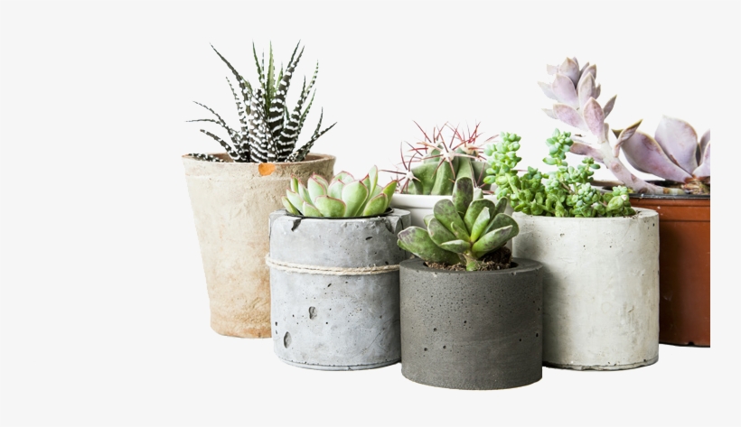 We're Benken - Low Maintenance Succulent Indoor Plant, transparent png download