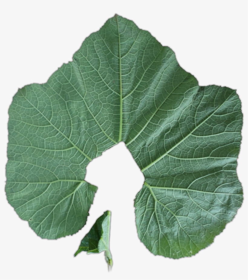 Soak The Leaves In A Solution Of Around 20 Ml - Plant Pathology, transparent png download