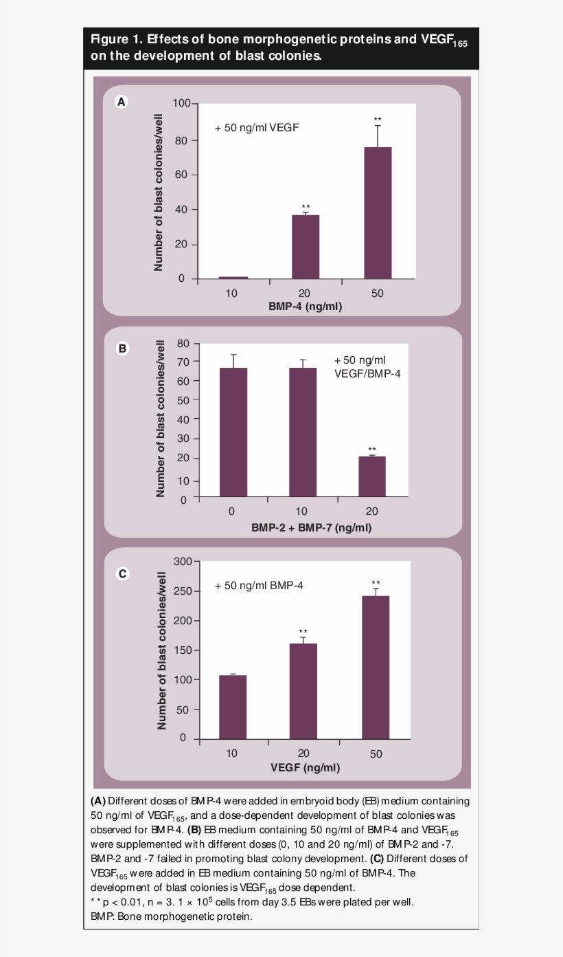 Effects Of Bone Morphogenetic Proteins And Vegf 165 - Diagram, transparent png download