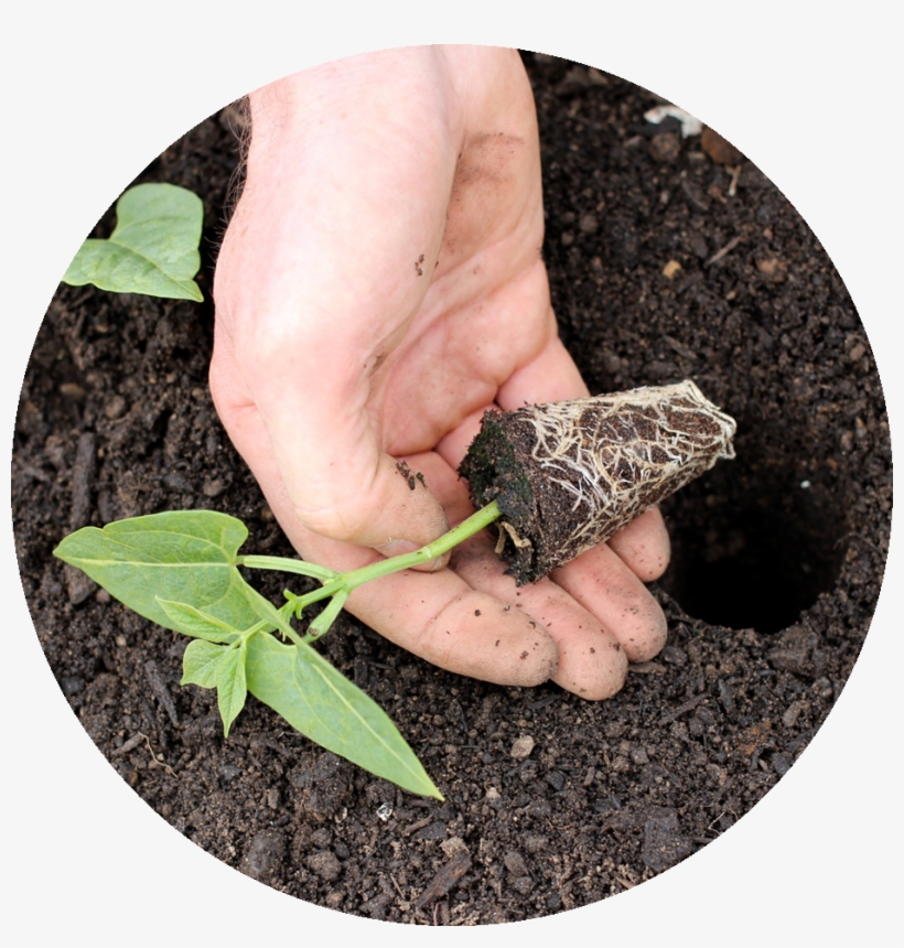 Click Photo For More About Early Days - Insect, transparent png download