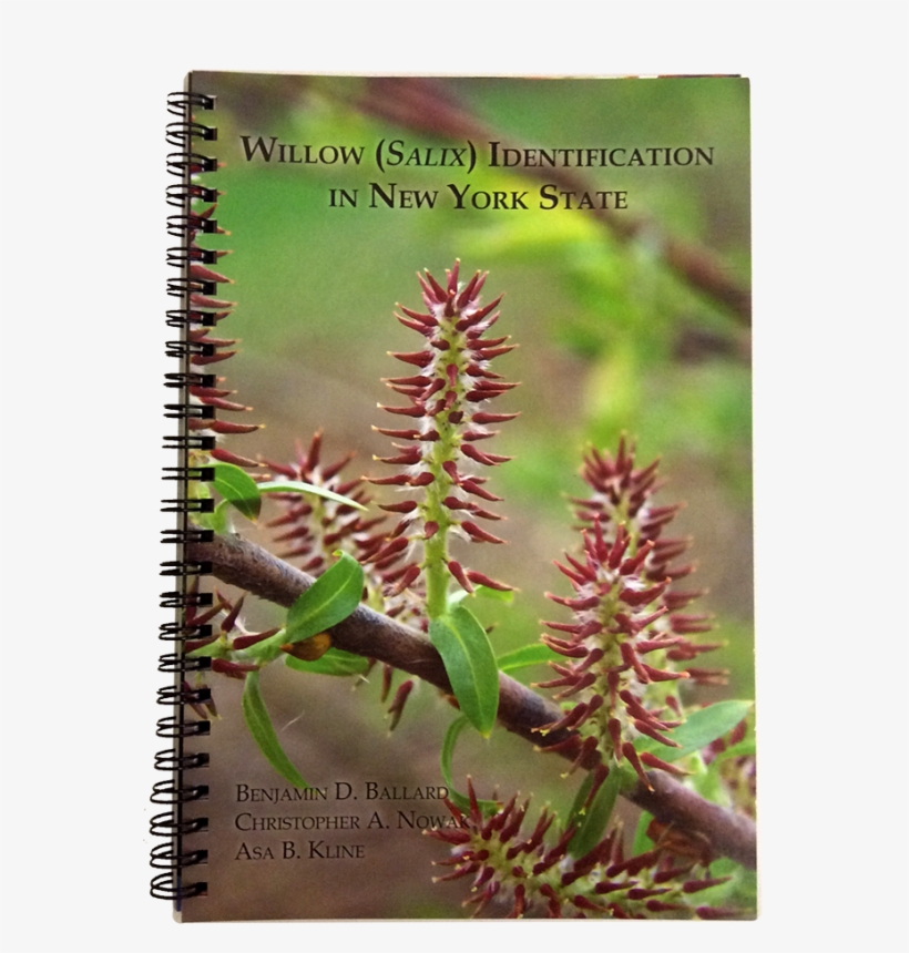 Willow Png, transparent png download