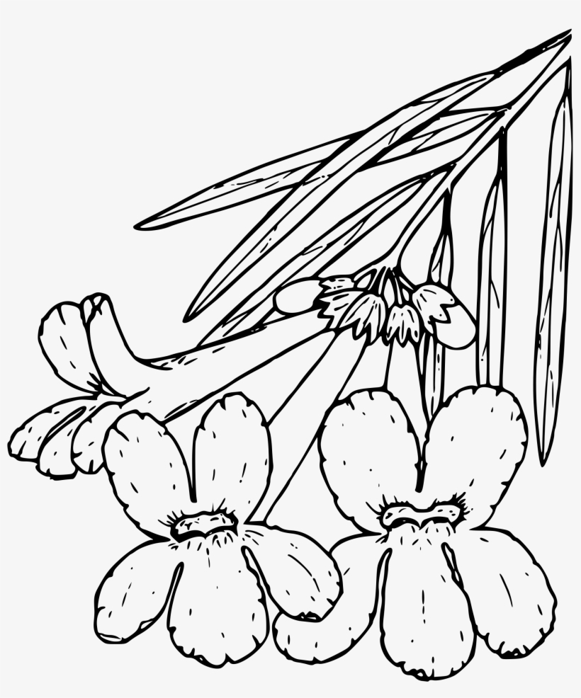 This Free Icons Png Design Of Desert Willow, transparent png download