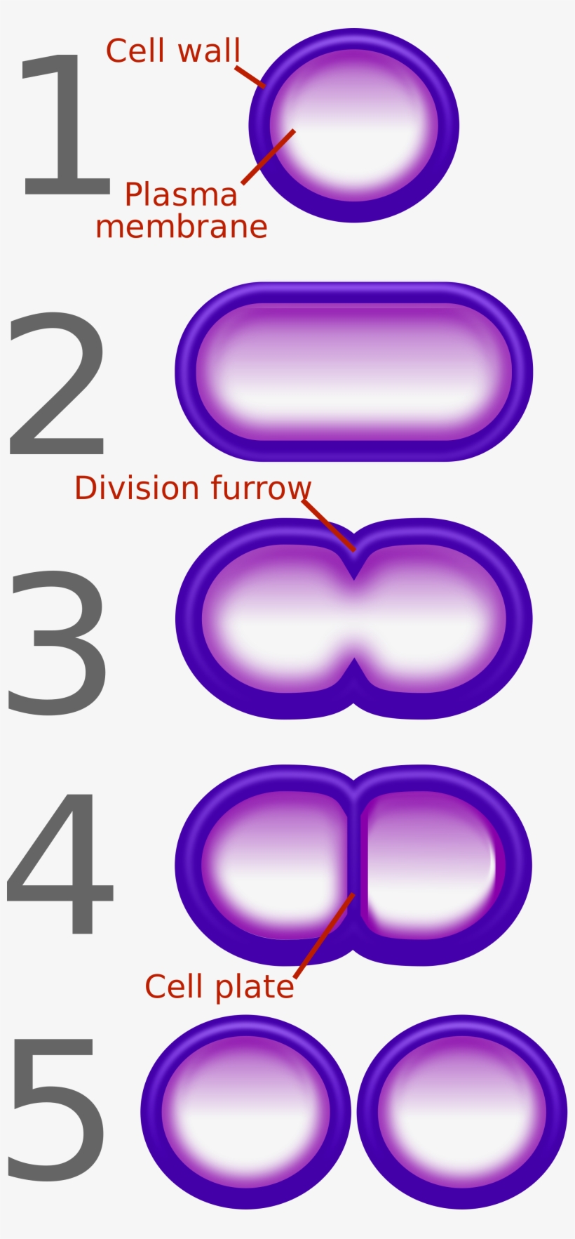 Open - Diagram Of Binary Fission In Bacteria, transparent png download