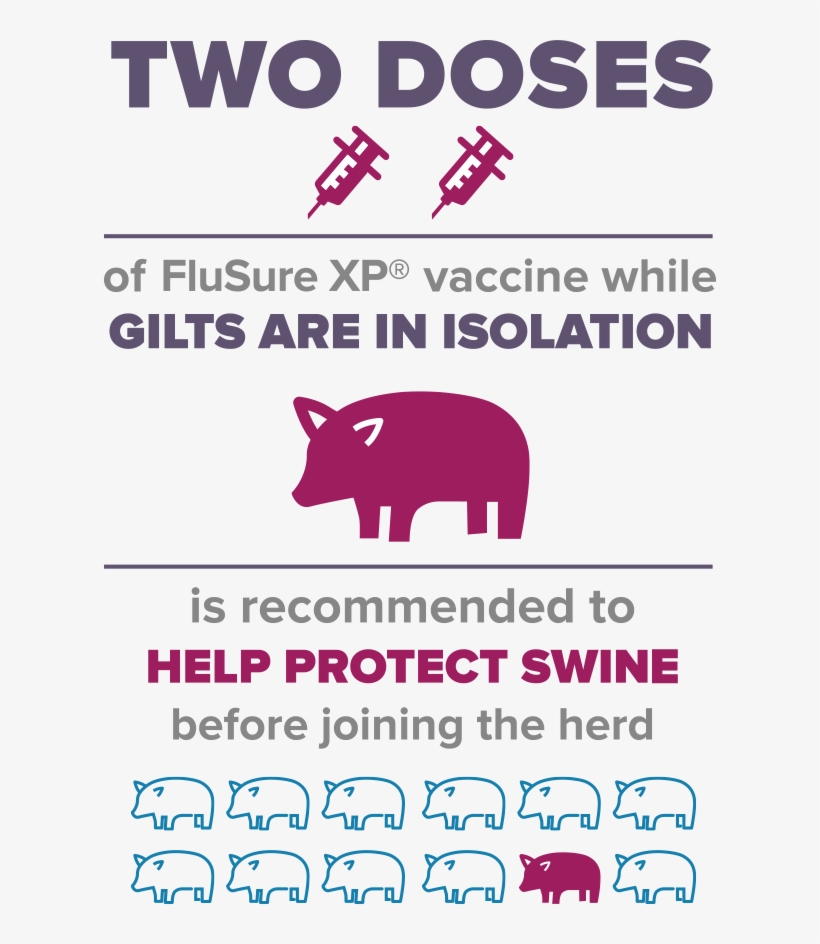 Vaccine Info - Pig Vaccination Program Philippines, transparent png download