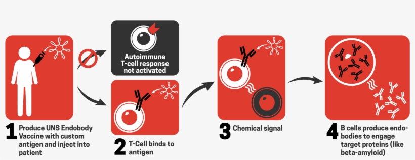 Our Endobody Vaccines Are Able To Train The Body To - United Neuroscience's Endobody, transparent png download