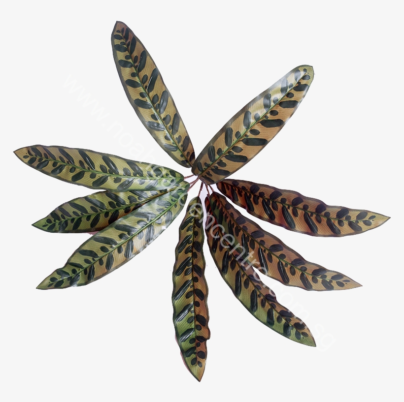 Artificial Calathea Peacock, - White Pine, transparent png download