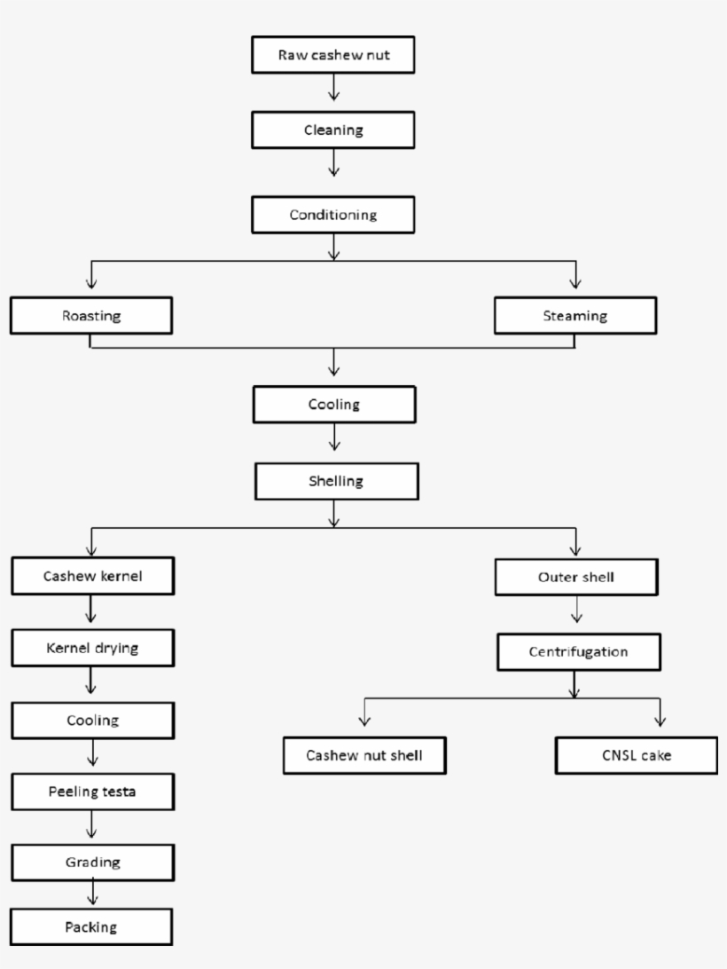 Unit Operations Involved In Cashew Nut Processing - Number, transparent png download