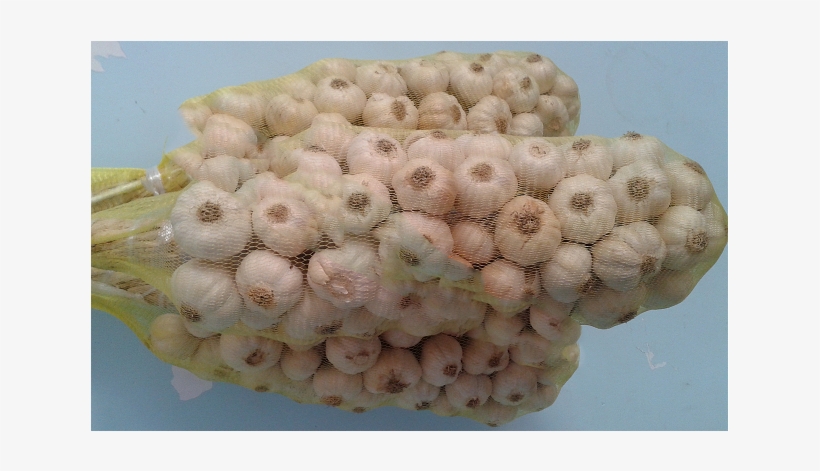 Củ Tỏi - Stony Coral, transparent png download