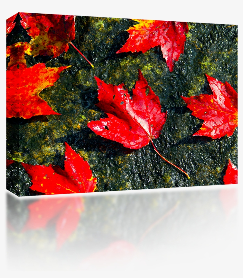 Fall Foliage - Maple Leaf, transparent png download