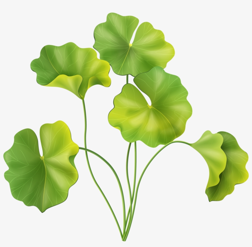 Poder De La Flor, Ramas De Los Árboles, Hojas, Piedra, - Aquatic Plant, transparent png download