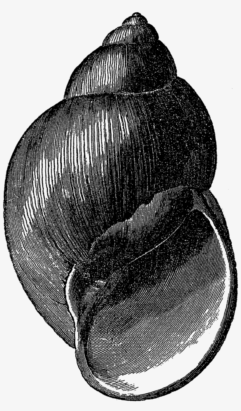 Digital Seashell Clip Art Downloads Png - Insect, transparent png download