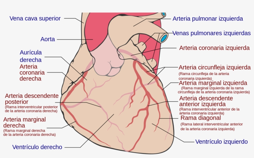 Coronary Arteries, transparent png download