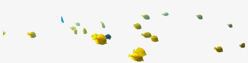 Keep Fish On The Reef - Illustration, transparent png download