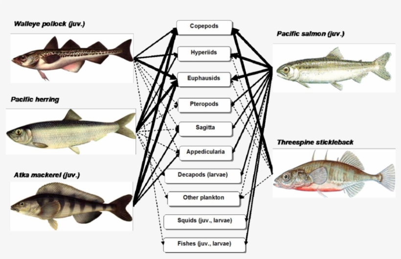 Scheme Of Trophic Relations Of Mass Species Fishes - Coregonus Lavaretus, transparent png download