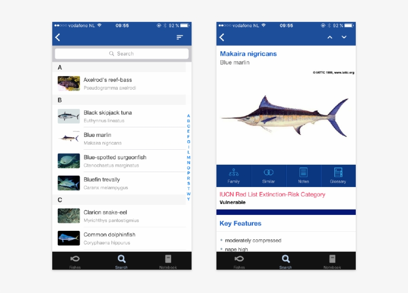 Combination Search - Carcharhiniformes, transparent png download