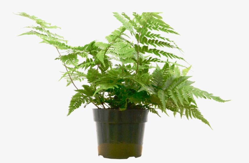 In 6" Pot - Flowerpot, transparent png download