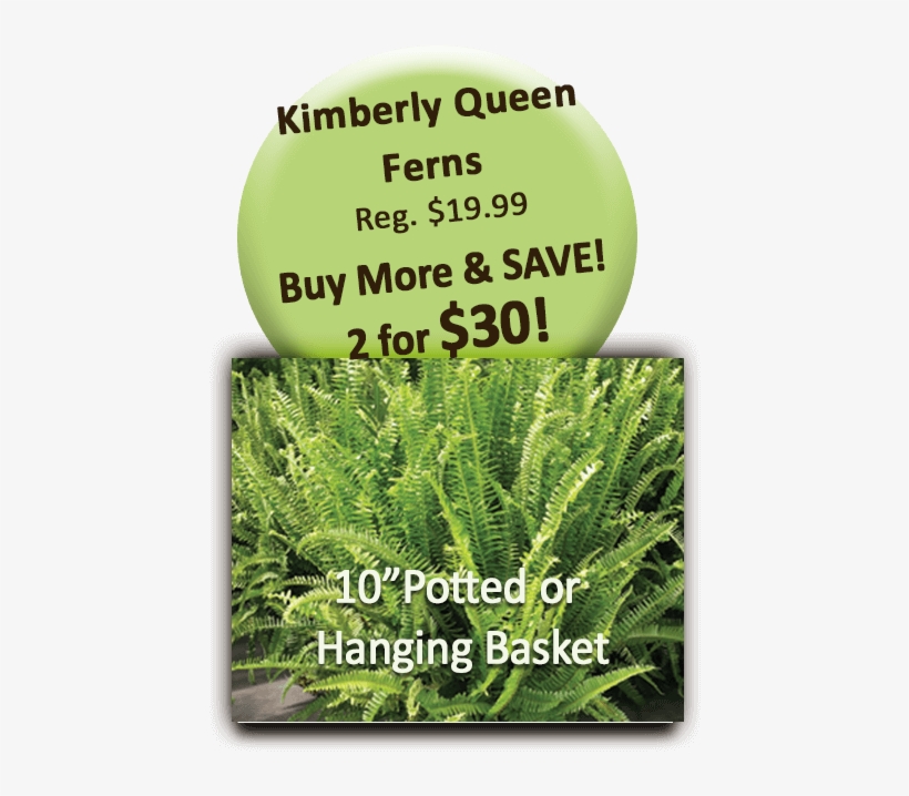 Kimberly Queen Ferns Pot Or Hang - Grass, transparent png download