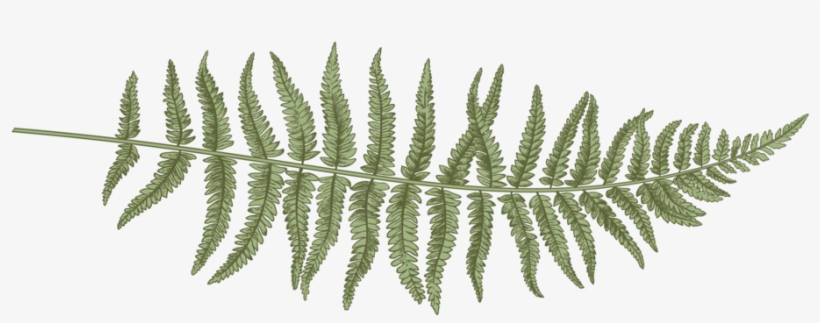 Fern-01 - Fern, transparent png download