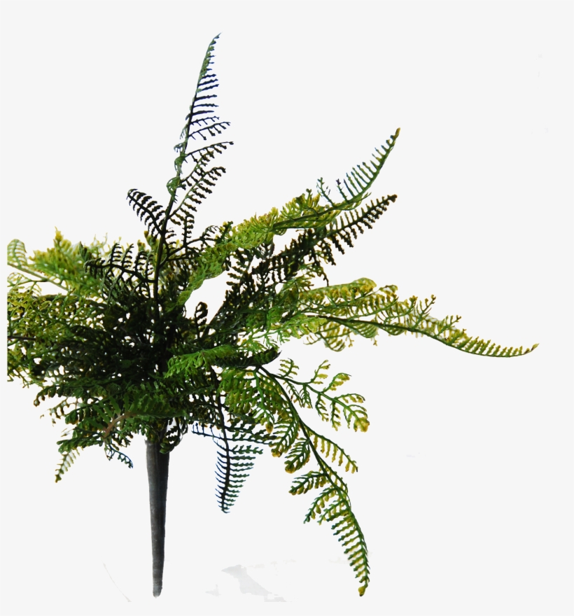 Flowerdutchess Fern - Cypress Family, transparent png download