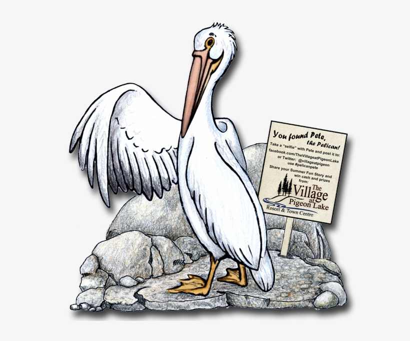 Pete The Pelican - White Pelican, transparent png download
