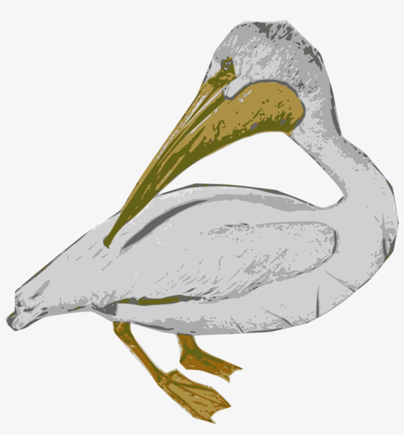 Big Image - White Pelican, transparent png download