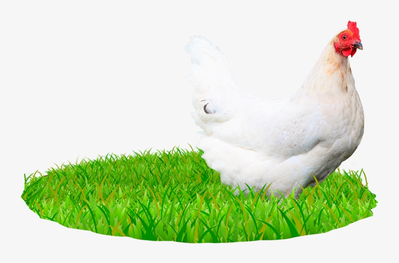 Image Of Chicken - Chicken, transparent png download