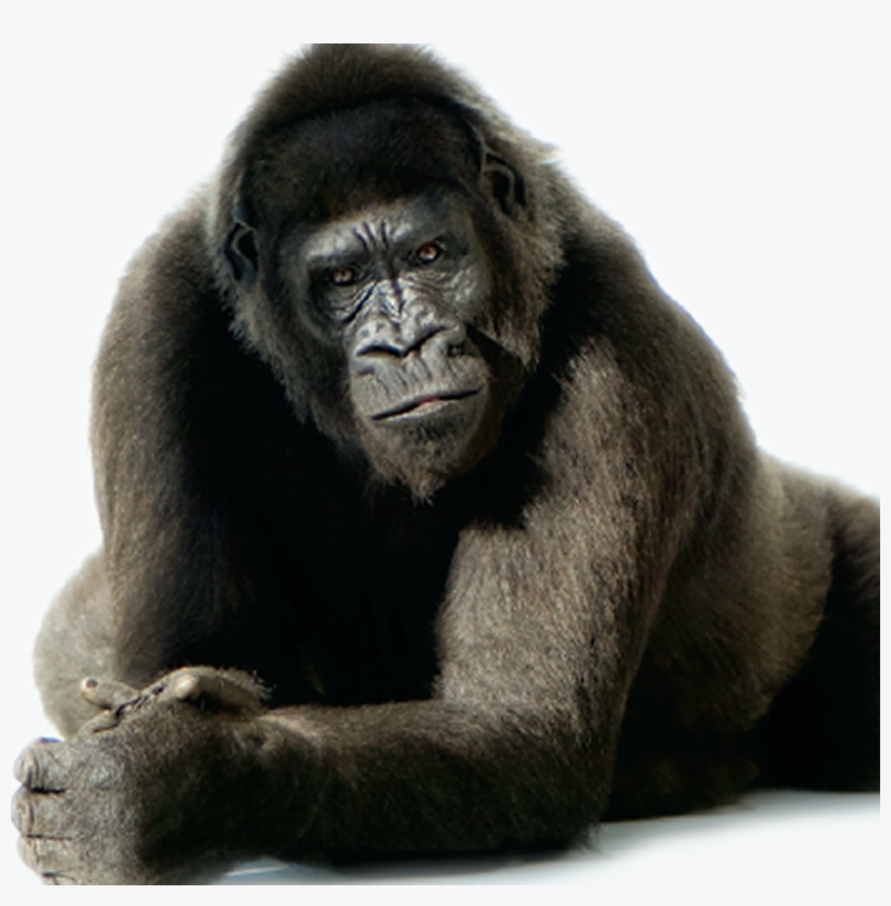 Comments - Bang Bang Gorilla, transparent png download