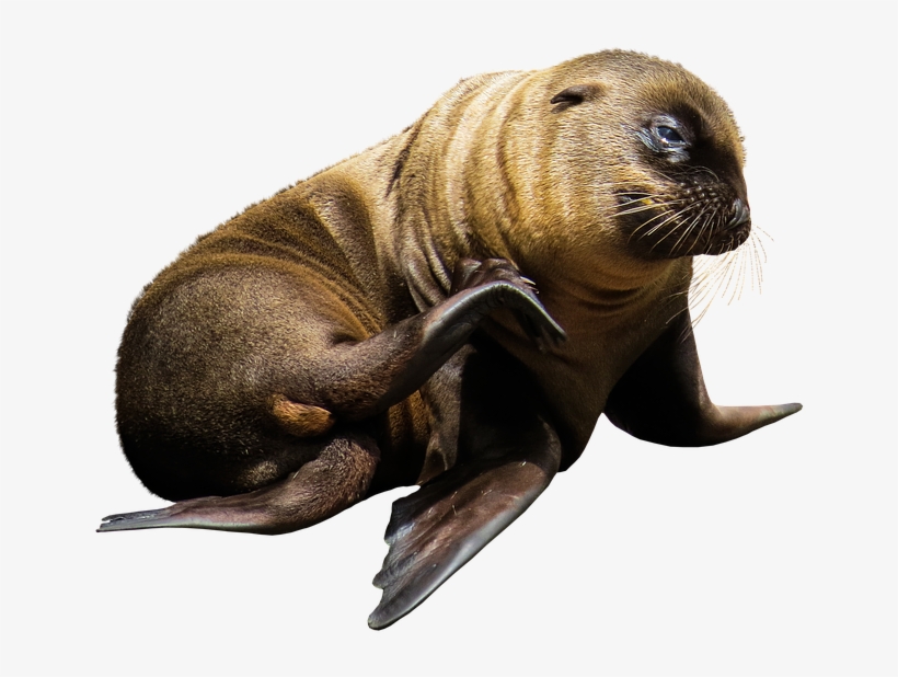 Sea Lion Png - Lobo De Mar Png, transparent png download