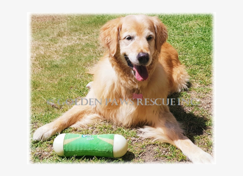 Photo Of Honey - Dog Catches Something, transparent png download