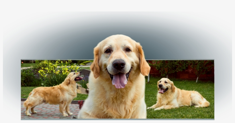 Golden Retriever, transparent png download