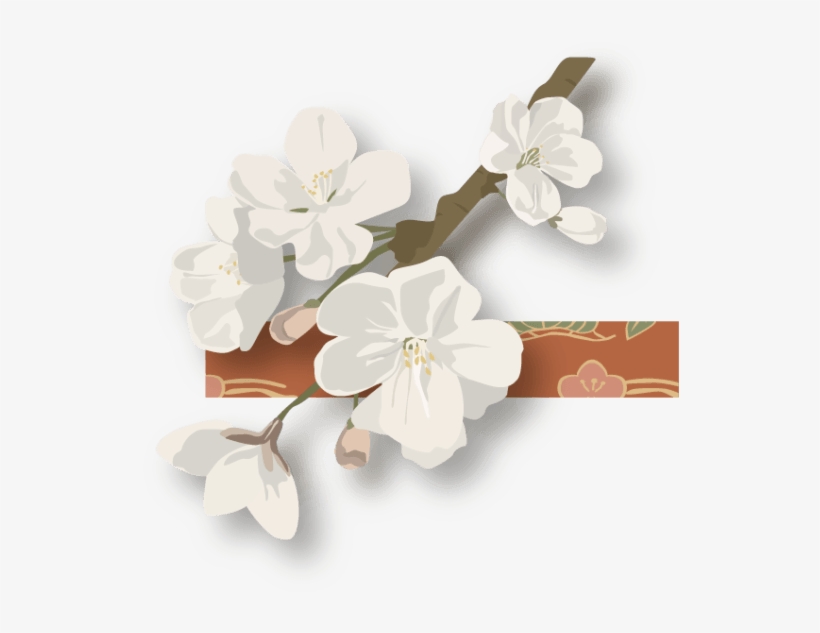 Cherry Blossom, transparent png download