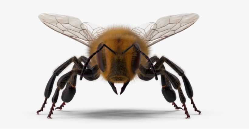 Bumblebees Are Receptive To Yellows, Blues, And Ultraviolet - Honeybee, transparent png download