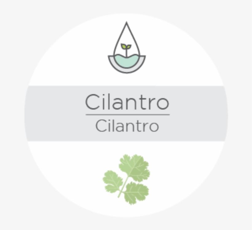 Cilantro - Shamrock, transparent png download