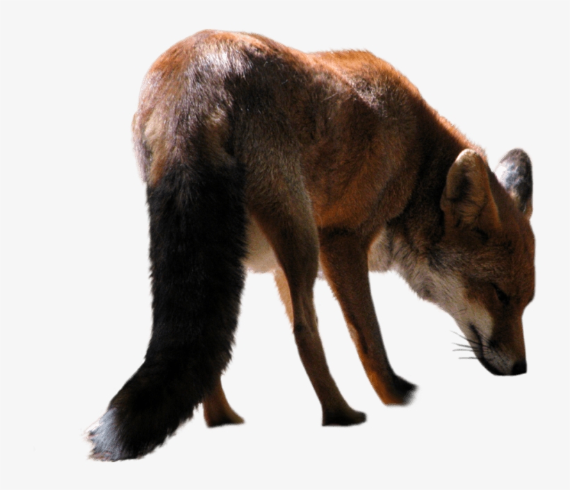 Free Png Download Fox Png Images Background Png Images - Transparent Fox, transparent png download