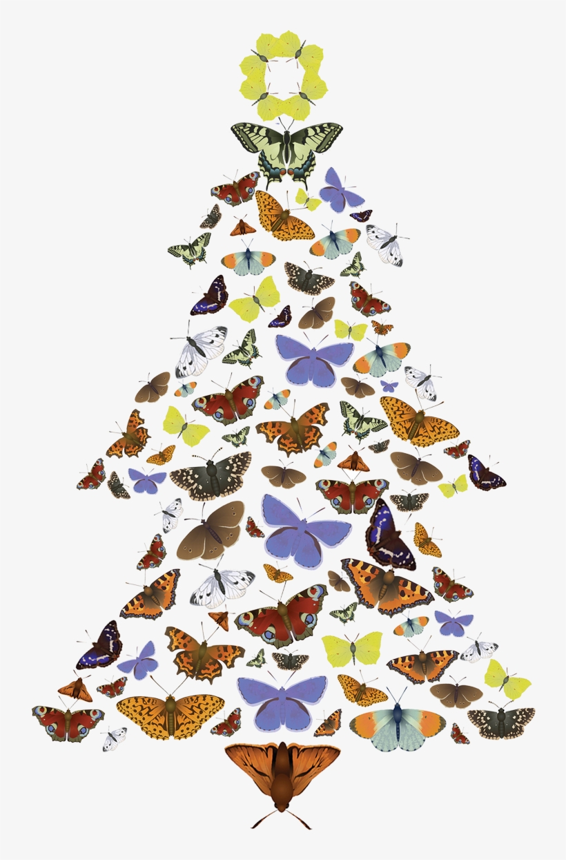 The Pine Carpet Moth Loves Scots Pine Trees, transparent png download