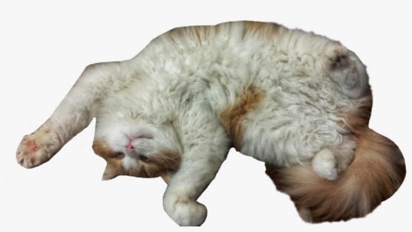 Png Library Cat Funny Nicecat Cute Cuteanimals Cutecat - Cat Yawns, transparent png download